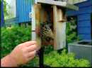 Bird Man Mel Attracting Bluebirds Video